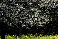 �t