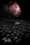 小川村